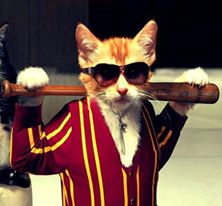 socialmediacompanydevonuk_catsontheinternet